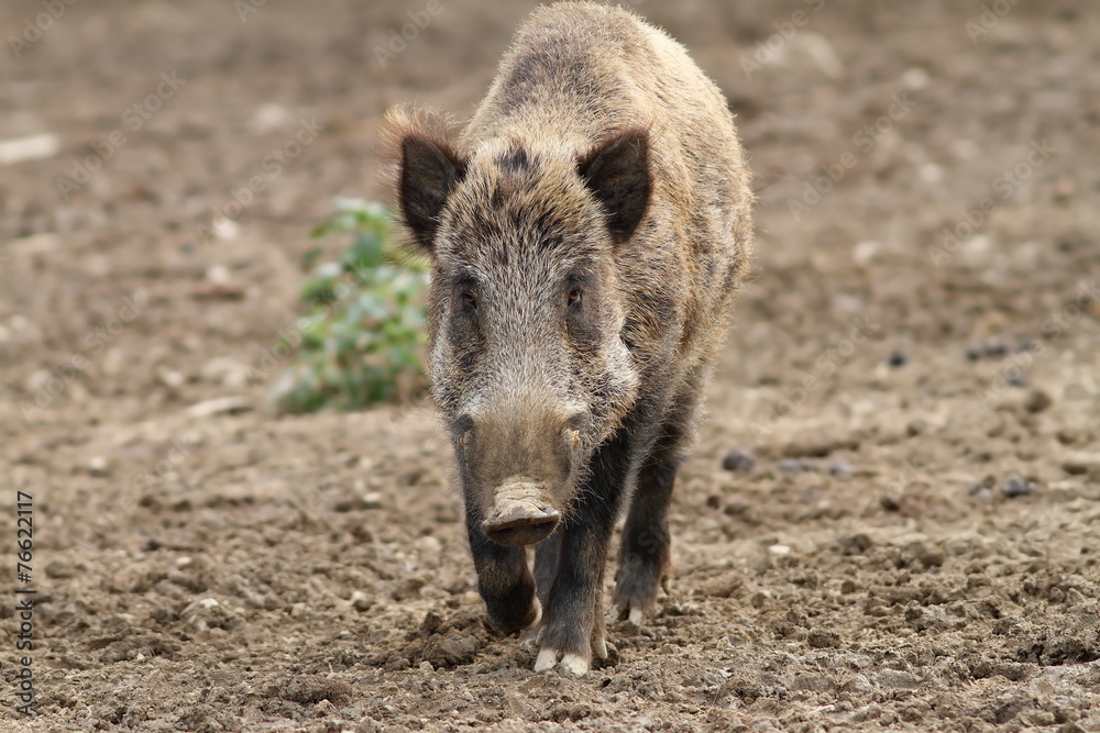 Wall mural wild boar coming towards the camera