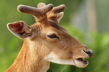 young fallow deer buck portrait
