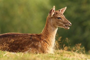 Naklejka na ściany i meble young fallow deer on a meadow