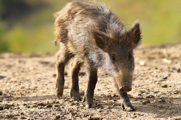 young wild boar