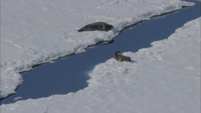 Arctic Snow Polar Harp Seal