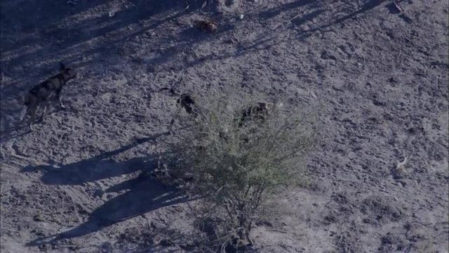 Wild Dogs