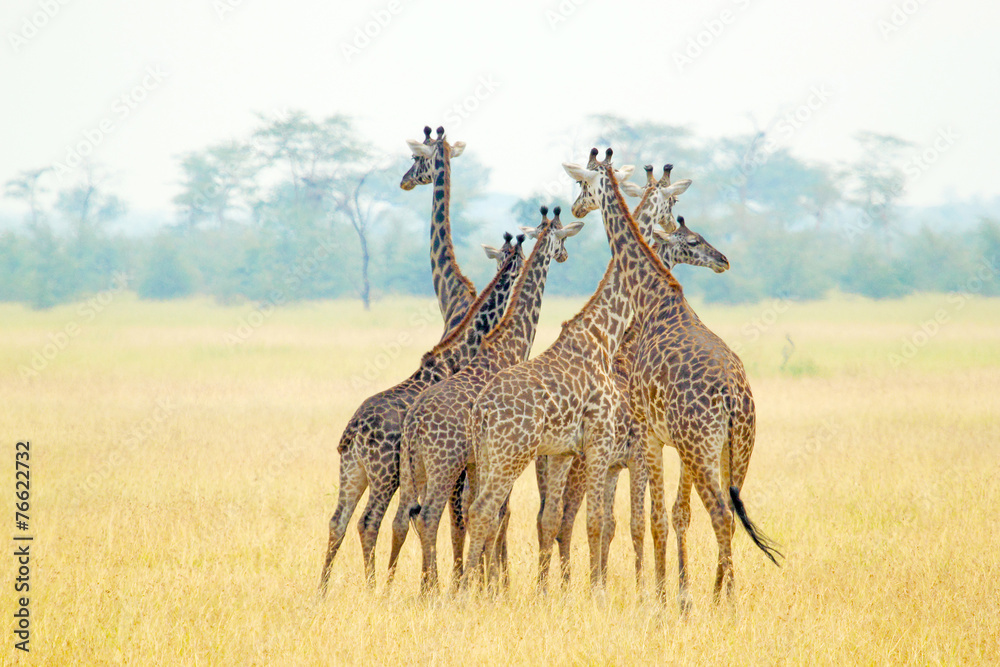 Wall mural Herd of giraffes