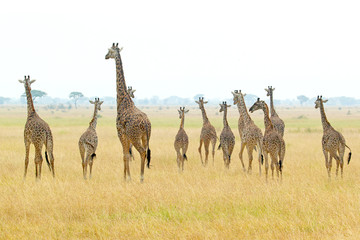 Naklejka na ściany i meble Herd of giraffes