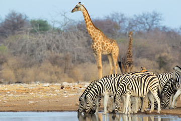 Naklejka premium Plains zebras and giraffes, Etosha National Park