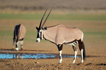 Naklejka na ściany i meble Gemsbok antelopes, Kalahari desert