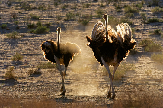 Ostriches in dust, Kalahari desert