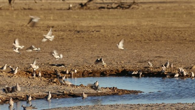 Cape turtle doves at a waterhole, Kalahari desert