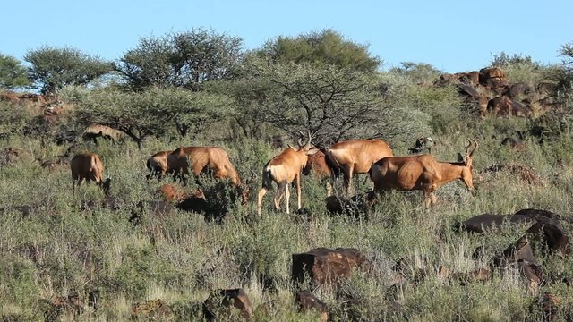 Red hartebeest antelopes feeding in natural habitat