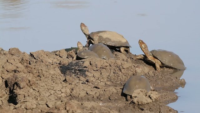 Helmeted terrapins resting at the water edge