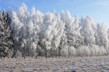 Beautiful landscape with trees covered with hoarfrost