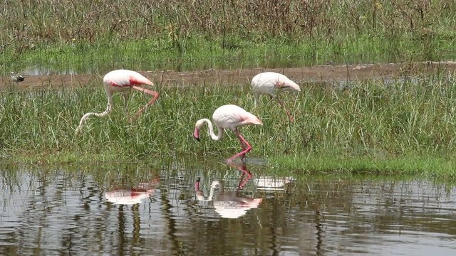 Greater flamingos, Lake Nakuru National Park