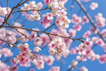 沖縄 早咲きの桜　日本一早く開花する桜