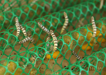 close up of silkworm