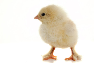 Small fluffy chickens