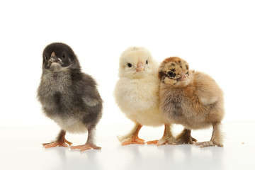 Small fluffy chickens