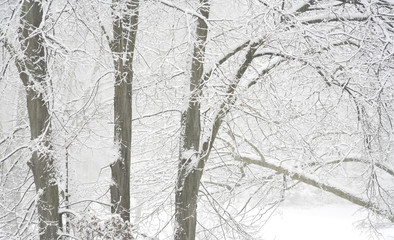 snow covered trees, free copy space