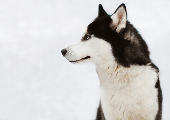 Profile of husky dog in winter day