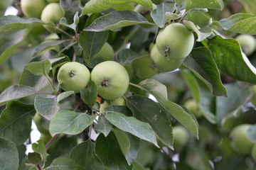 apple-tree