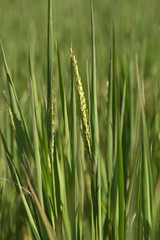 Rice spike in the paddy field
