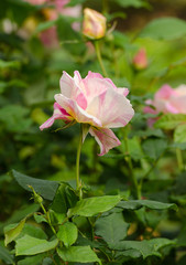 beautiful rose yellow and red stripes