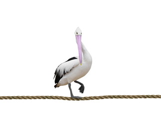 pelican