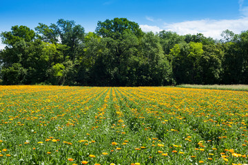 Feld mit Ringelblumen