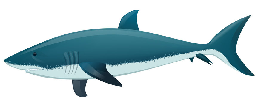 Vector illustration of a Shark