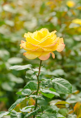 beautiful yellow rose in a garden