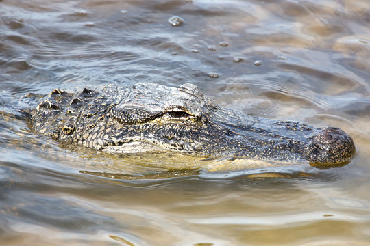 Portrait american alligator in tropical lake