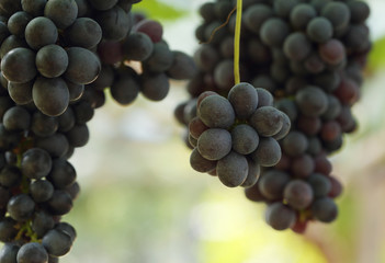 red wine grapes hanging