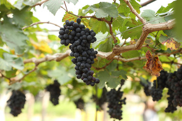 red wine grapes hanging