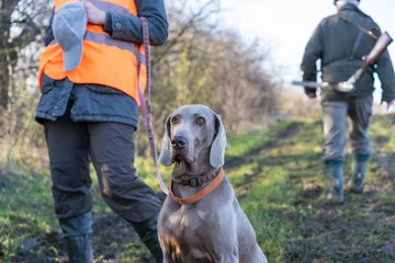 Fototapeten Hunting dog waiting to get command from gamekeeper. © 1tomm