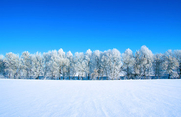 Frosted trees