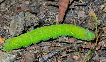 Caterpillar of hawkmoth