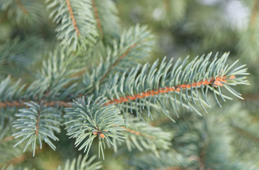 Spruce tree branch