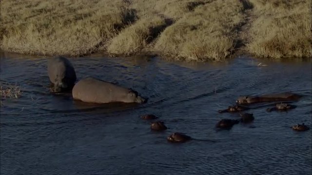 Hippopotamus Savanna Africa