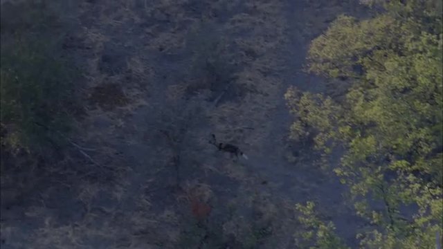 Wild Dogs