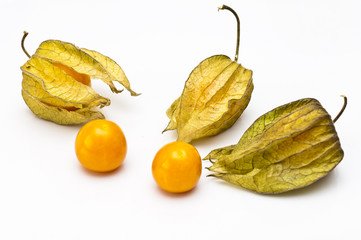 Physalis