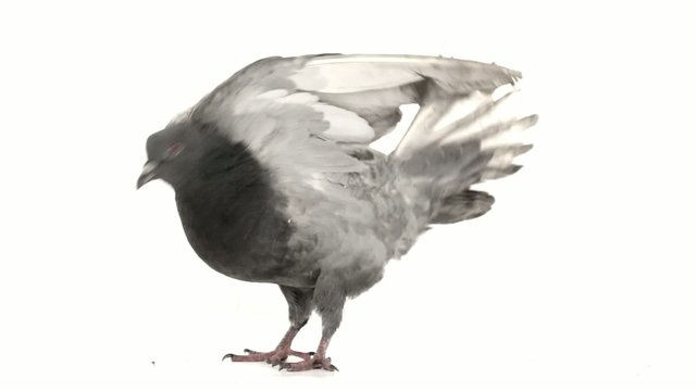 pigeon raises wings