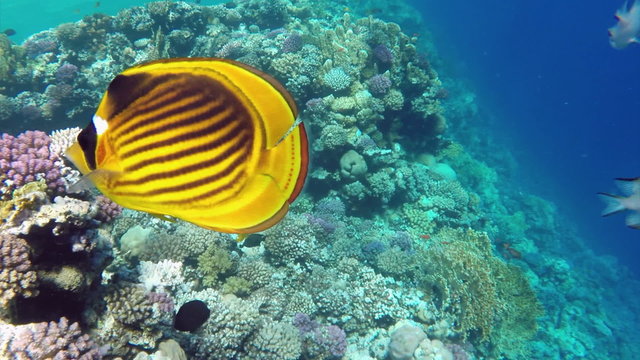 Raccoon butterflyfish closeup in Red sea, Egypt