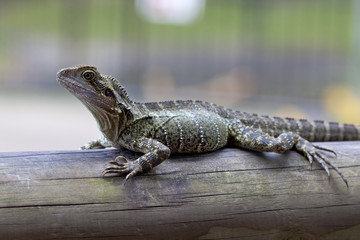 Eastern Water Dragon in the woods