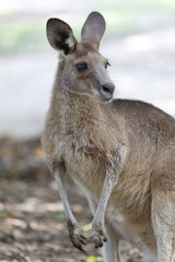 Naklejka na ściany i meble Portrait of a red Kangaroo in Australia