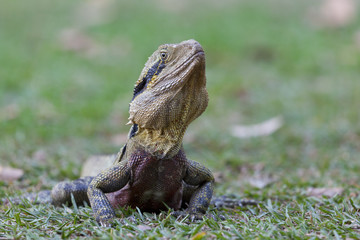 Male Eastern Water Dragon in the woods