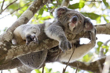 Koala relaxing in a tree, Australia