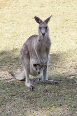 Naklejka na ściany i meble Red Kangaroo mother and joey in Australia