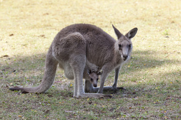 Red Kangaroo mother and joey  in Australia