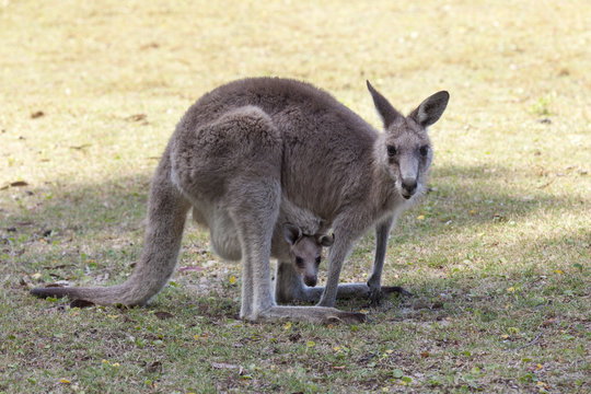 Red Kangaroo Mother And Joey  In Australia