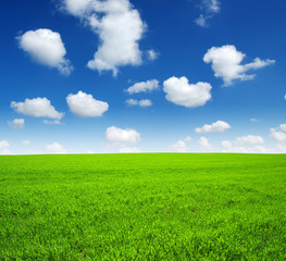 Obraz premium field