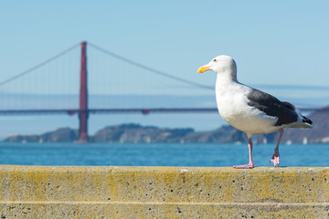 Seagull walking on a railing in front of the Golden Gate Bridge
